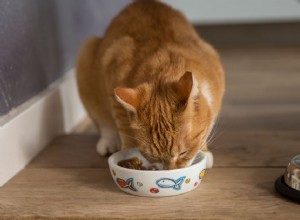 猫の尿のpHとその健康 