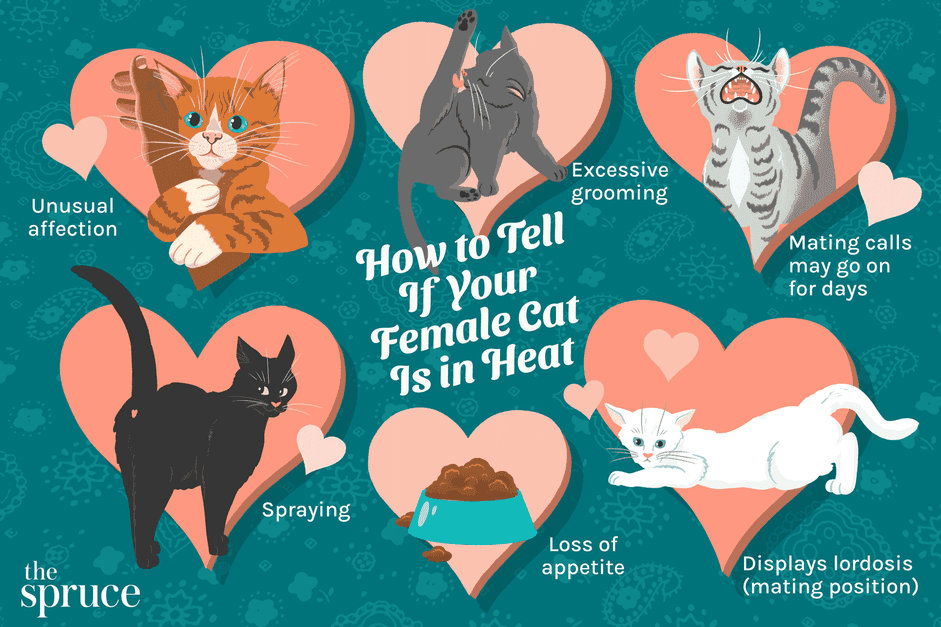 6 façons de savoir si votre chatte est en chaleur