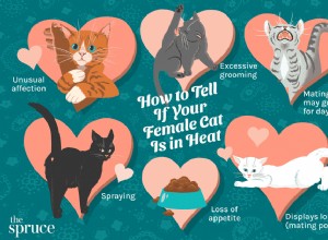 6 maneiras de saber se sua gata está no cio