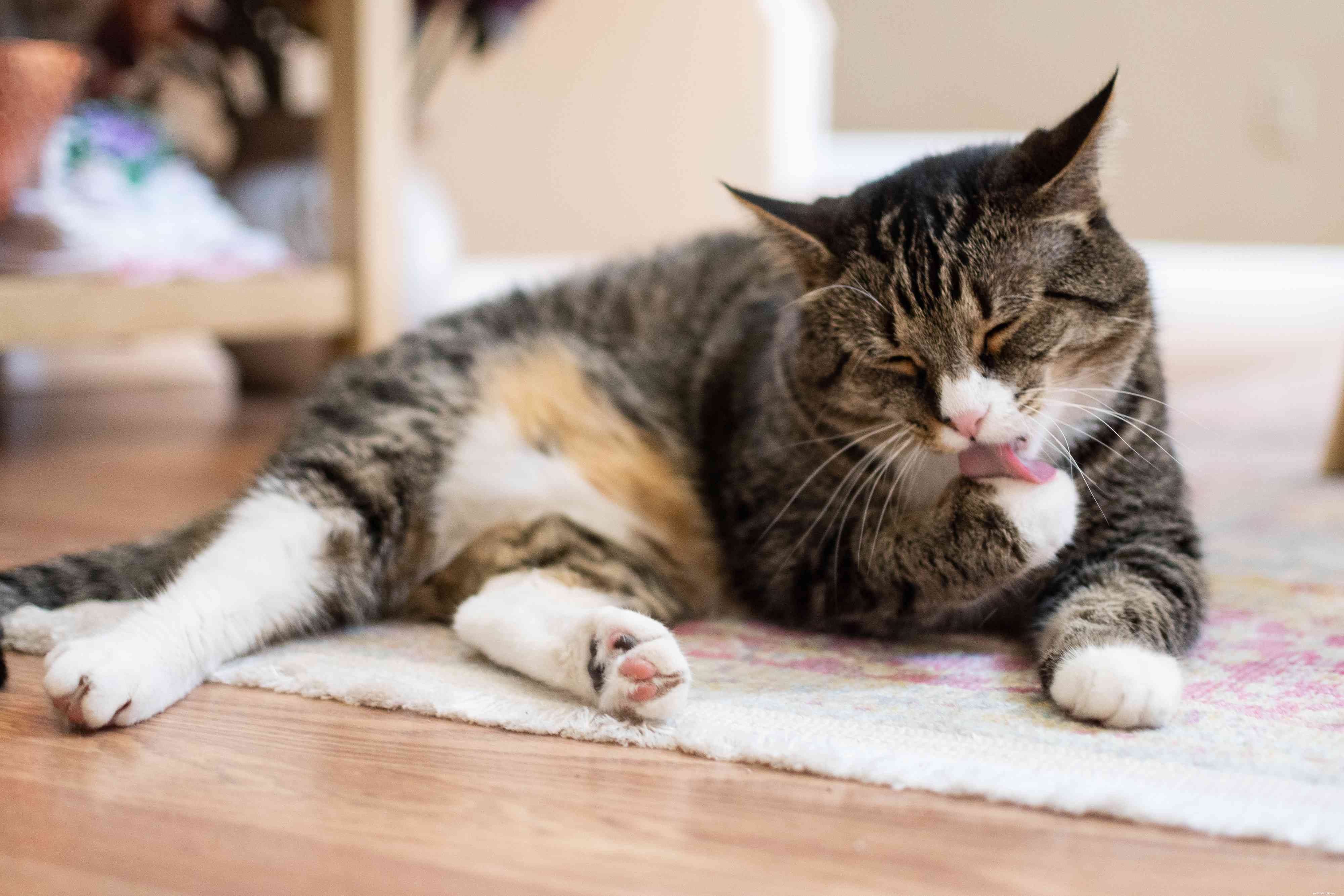 6 modi per capire se la tua gatta è in calore