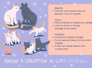 Спаривание и зачатие у кошек