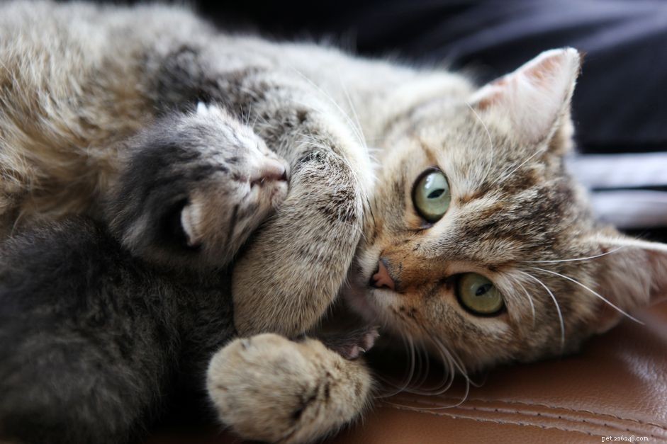 Zwangerschapsstadia bij katten