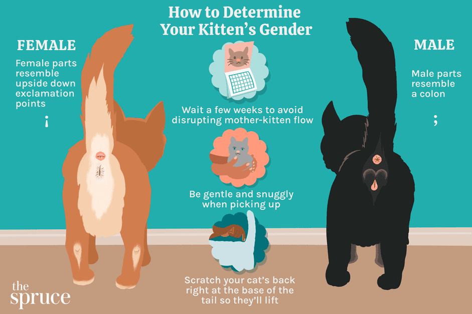 3 sätt att bestämma kön på en kattunge