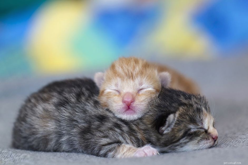 Desenvolvimento de gatinhos de recém-nascido a uma semana de idade