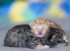 신생아에서 1주일까지 새끼 고양이 발달