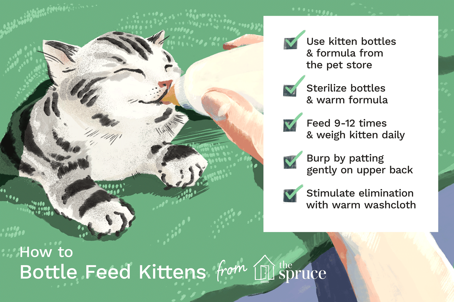 Hur du matar dina nyfödda kattungar på flaska