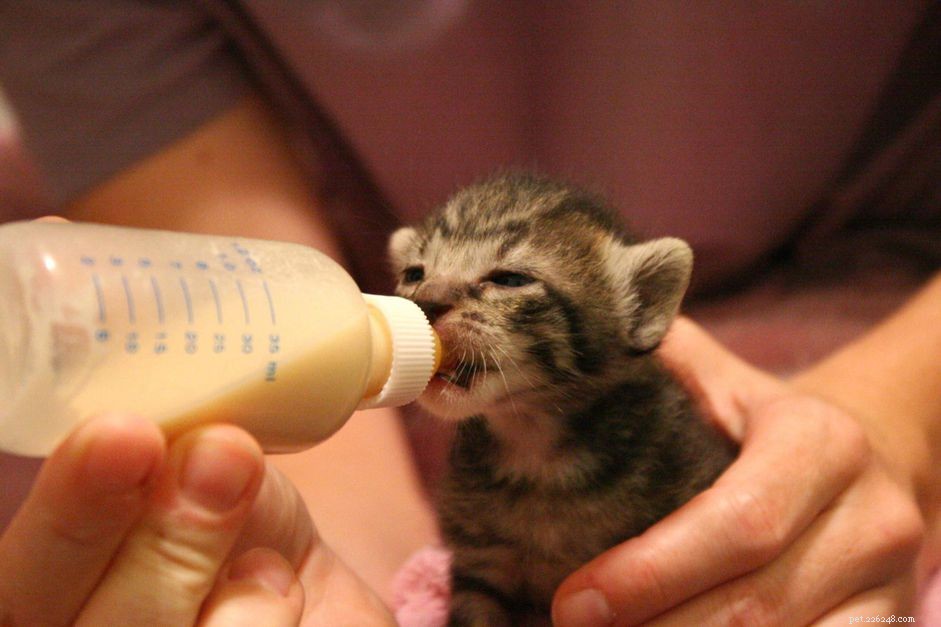 Je pasgeboren kittens flesvoeding geven