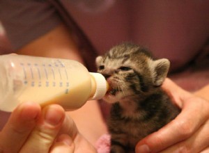 Como dar mamadeira para seus gatinhos recém-nascidos