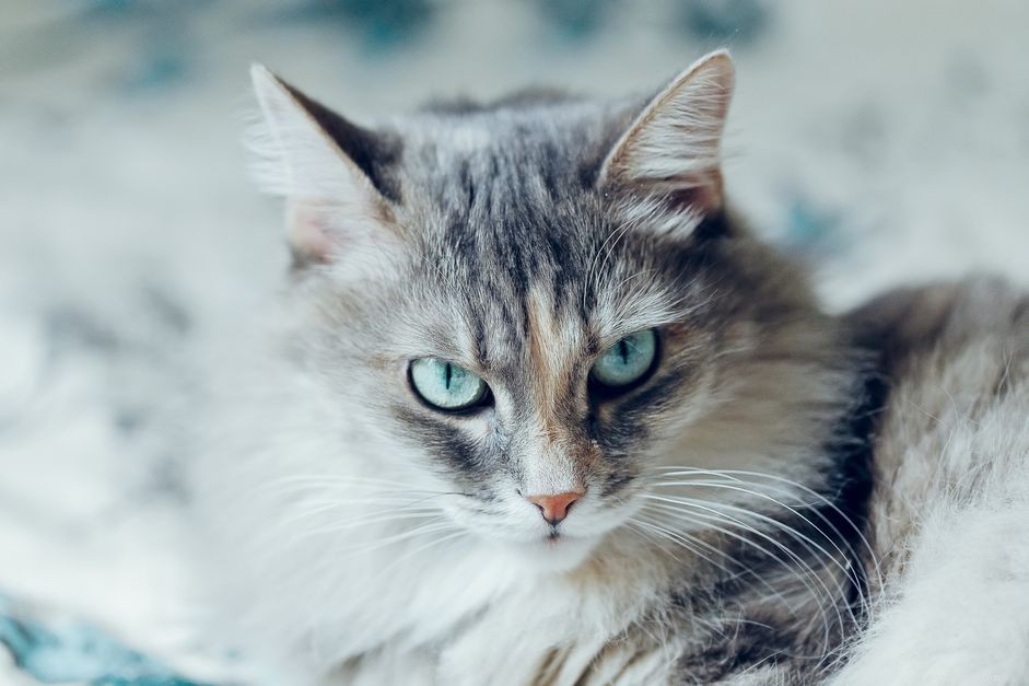 Siberische kat:kattenrasprofiel