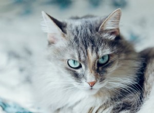 Siberische kat:kattenrasprofiel