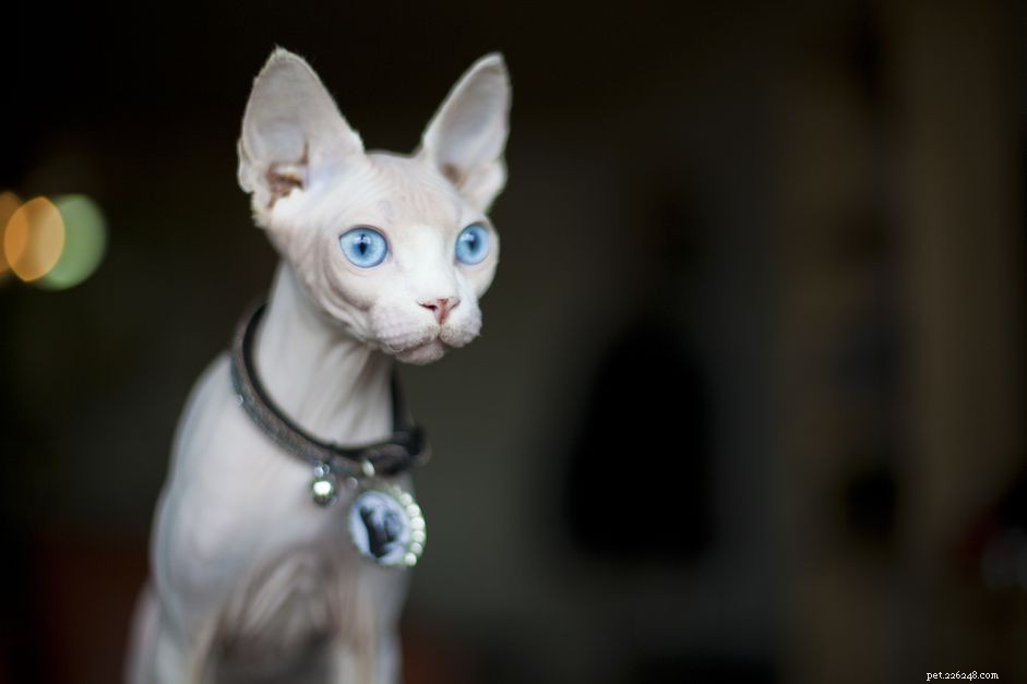 Sphynx Cat:profilo razza felina