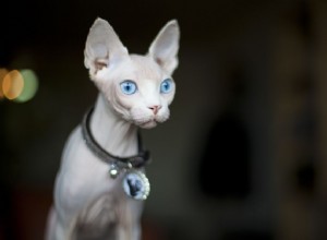 Sphynx Cat:kattenrasprofiel