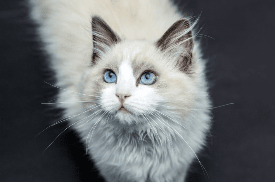 ラグドール猫の11のかわいい写真 