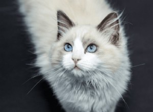 11 roztomilých obrázků koček Ragdoll
