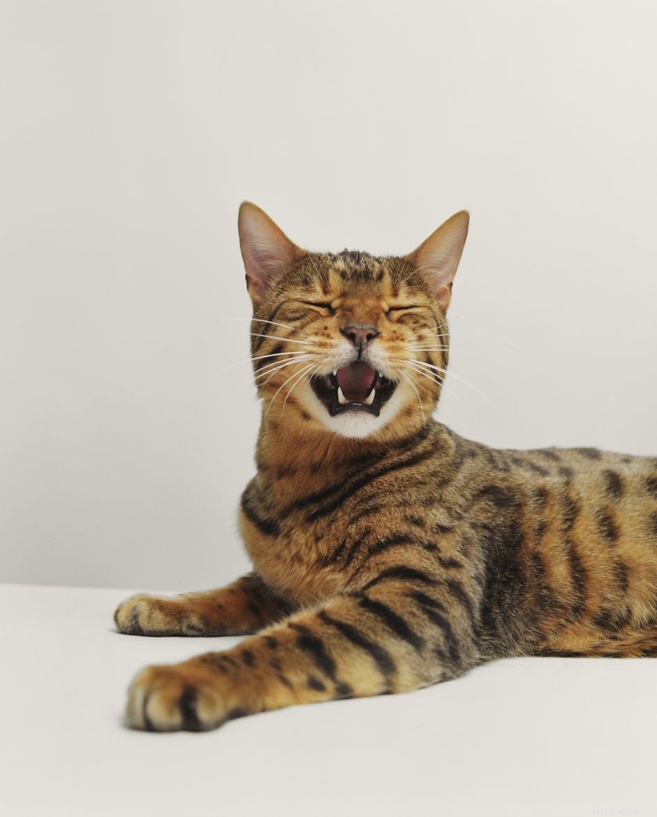 벵골 고양이:고양이 품종 프로필
