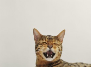 벵골 고양이:고양이 품종 프로필