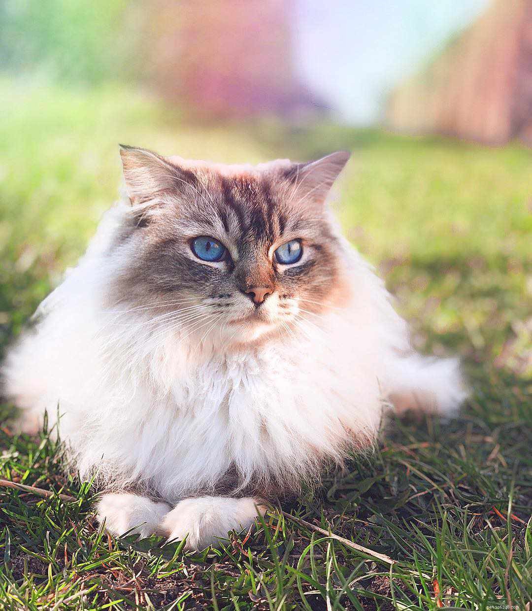 11개의 귀여운 봉제 인형 고양이 사진