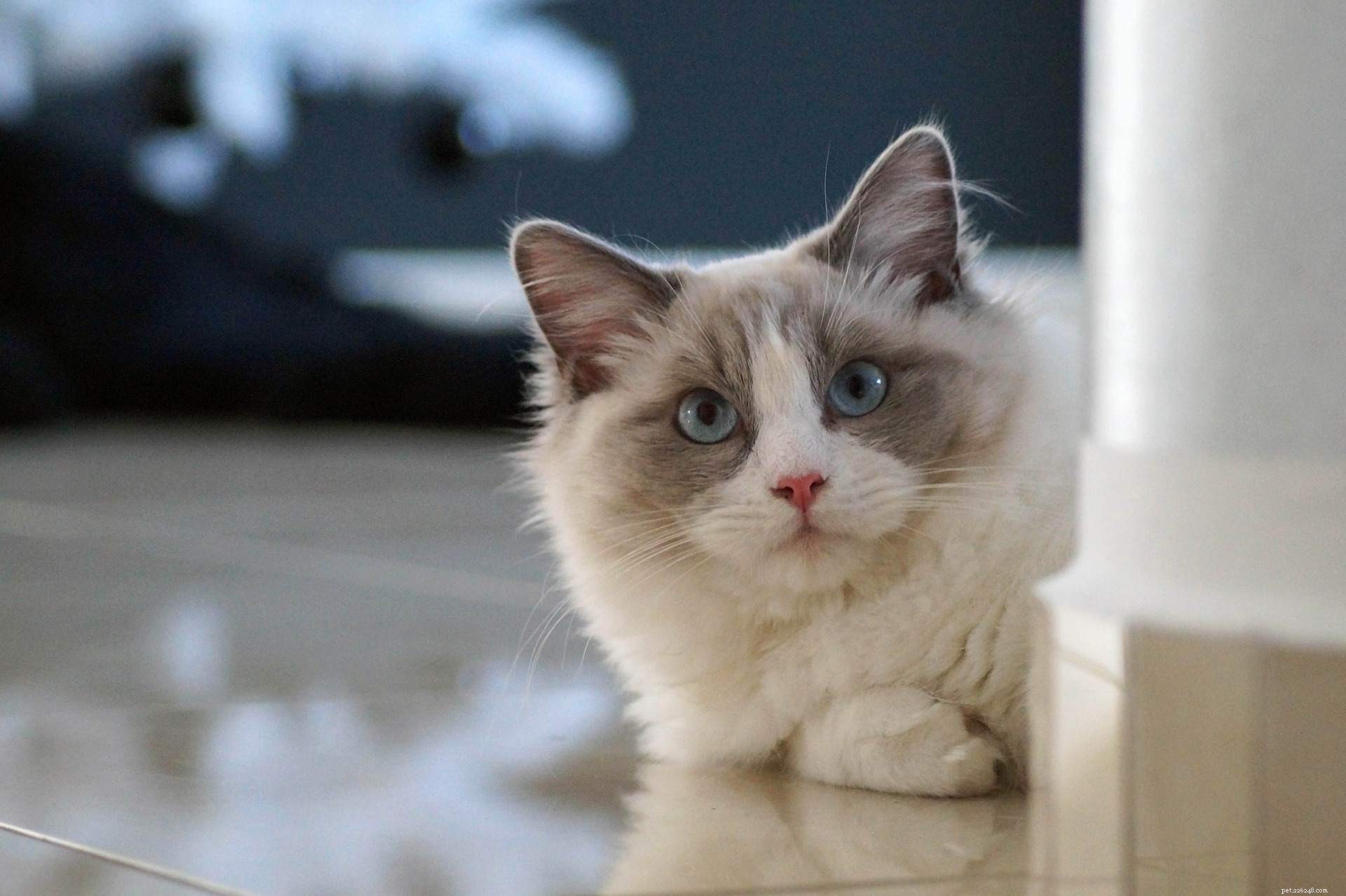 11 schattige foto s van Ragdoll-katten