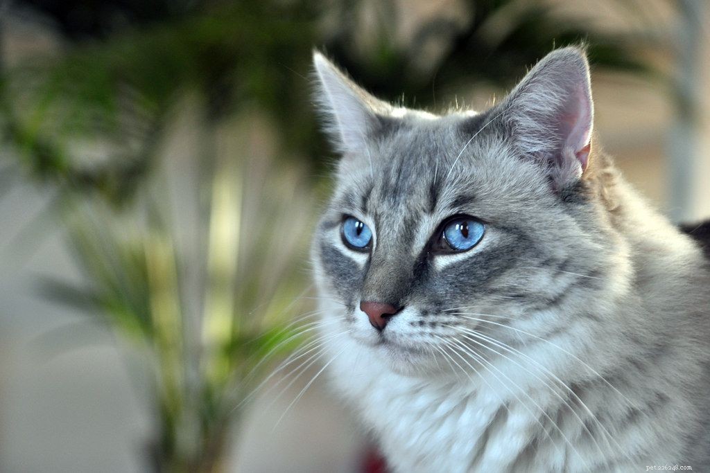ラグドール猫の11のかわいい写真 