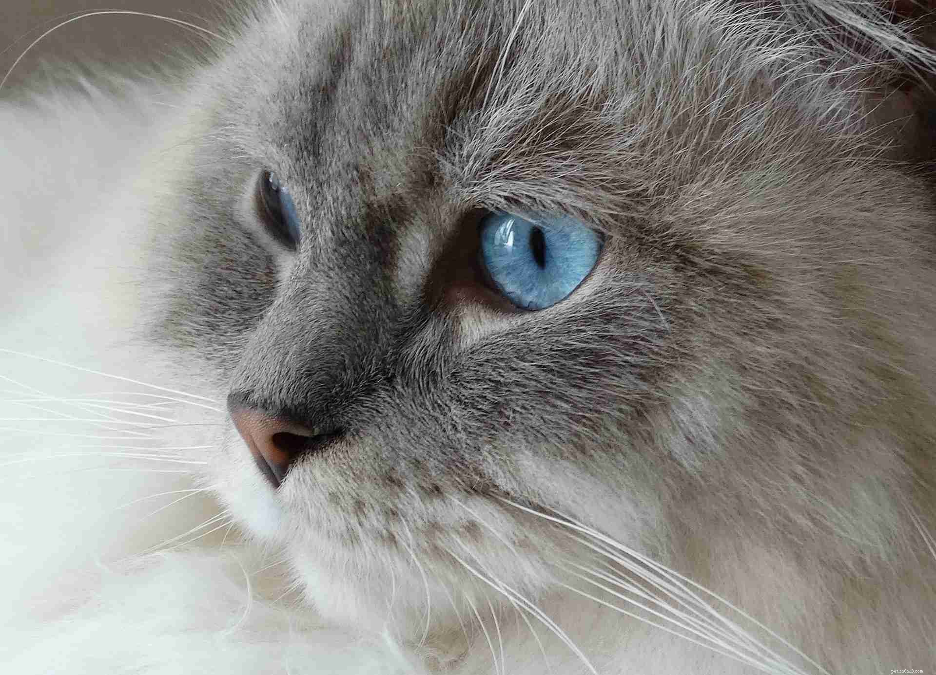 11 милых фотографий кошек породы рэгдолл