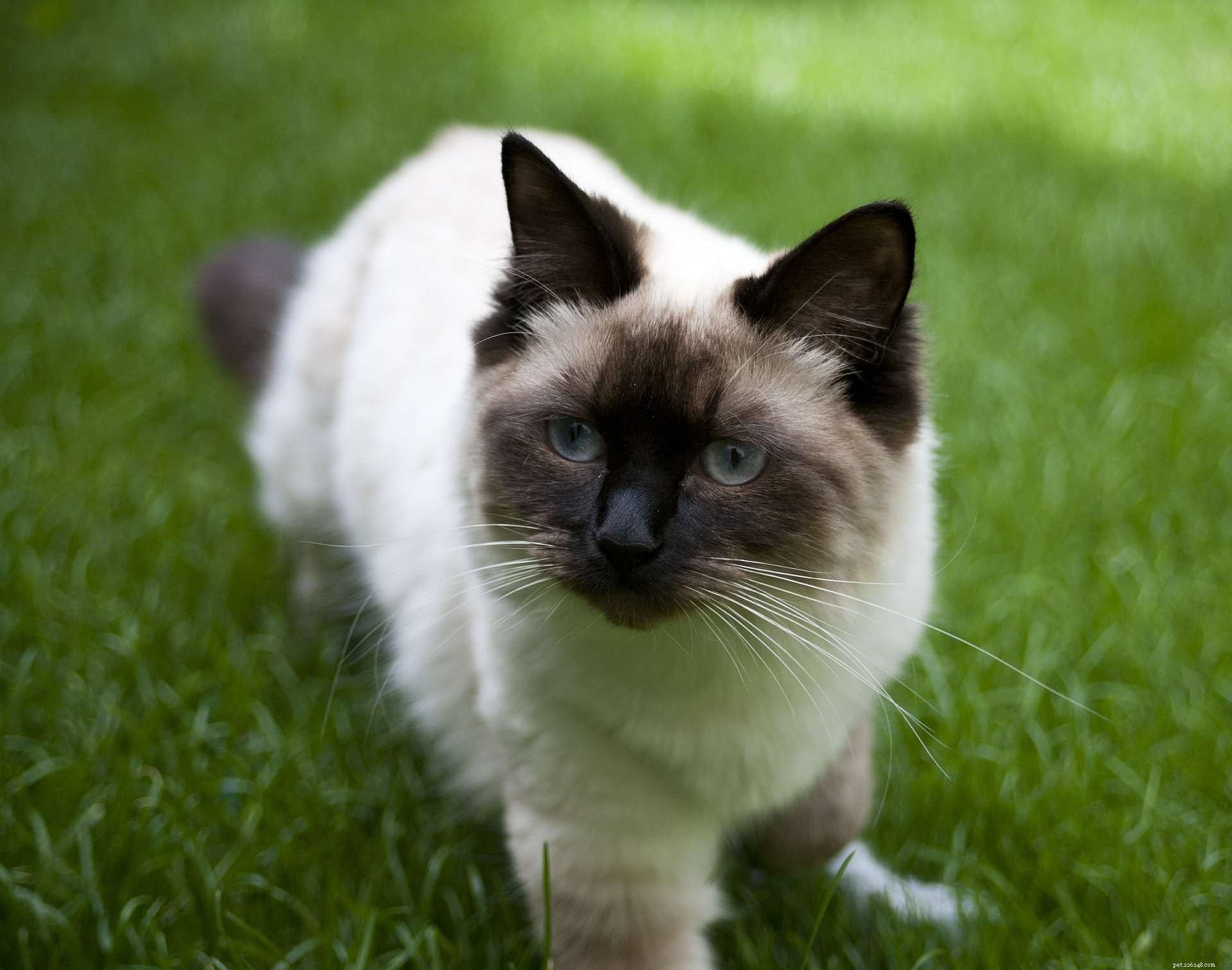 11 roztomilých obrázků koček Ragdoll