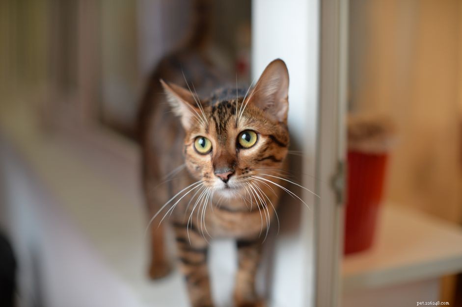 Toyger Cat:Profil kočičího plemene