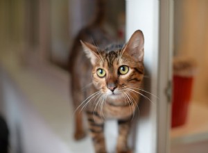 Gatto giocattolo:profilo razza felina