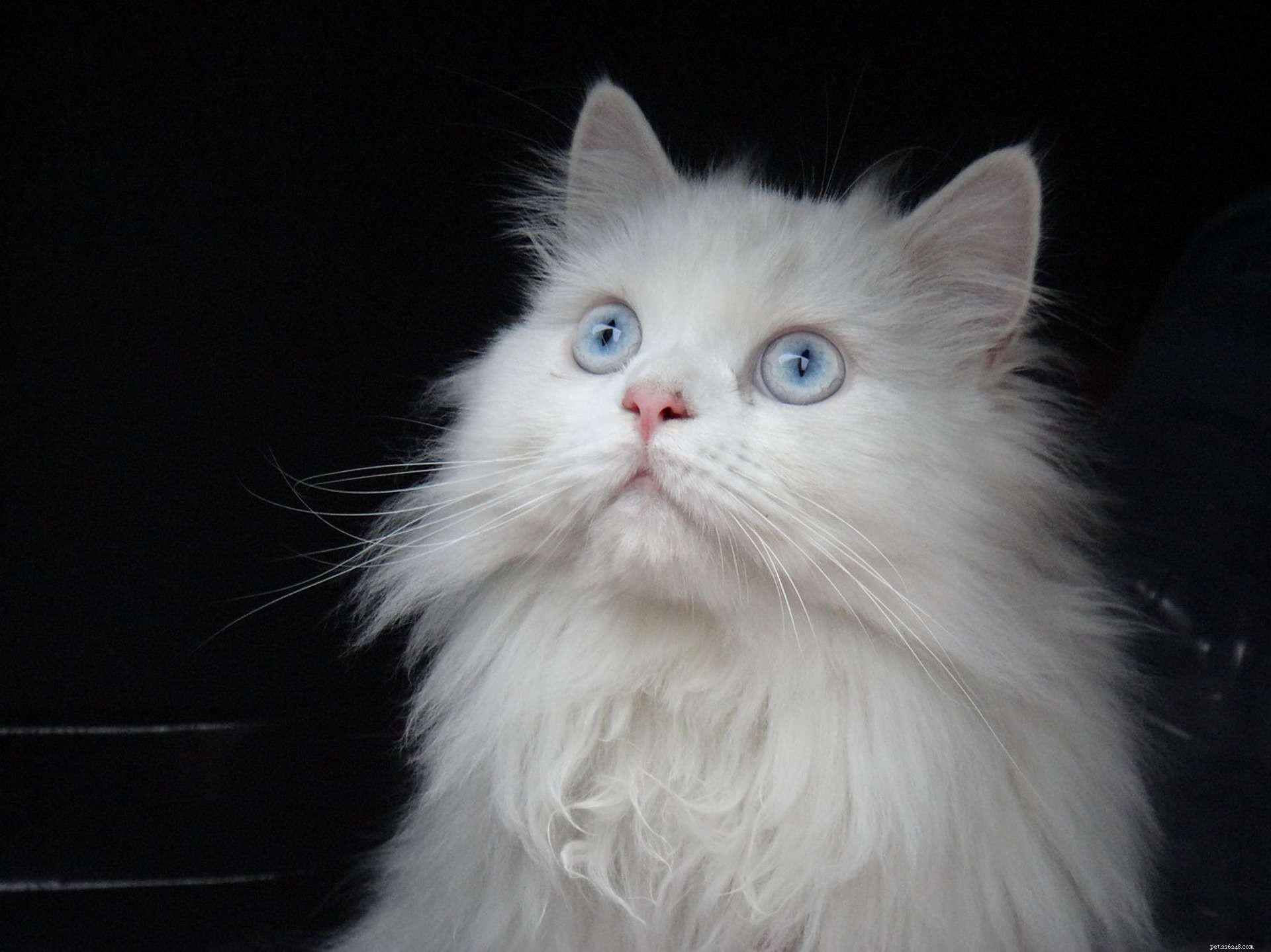 11 úžasných perských koček