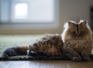 11마리의 놀라운 페르시아 고양이