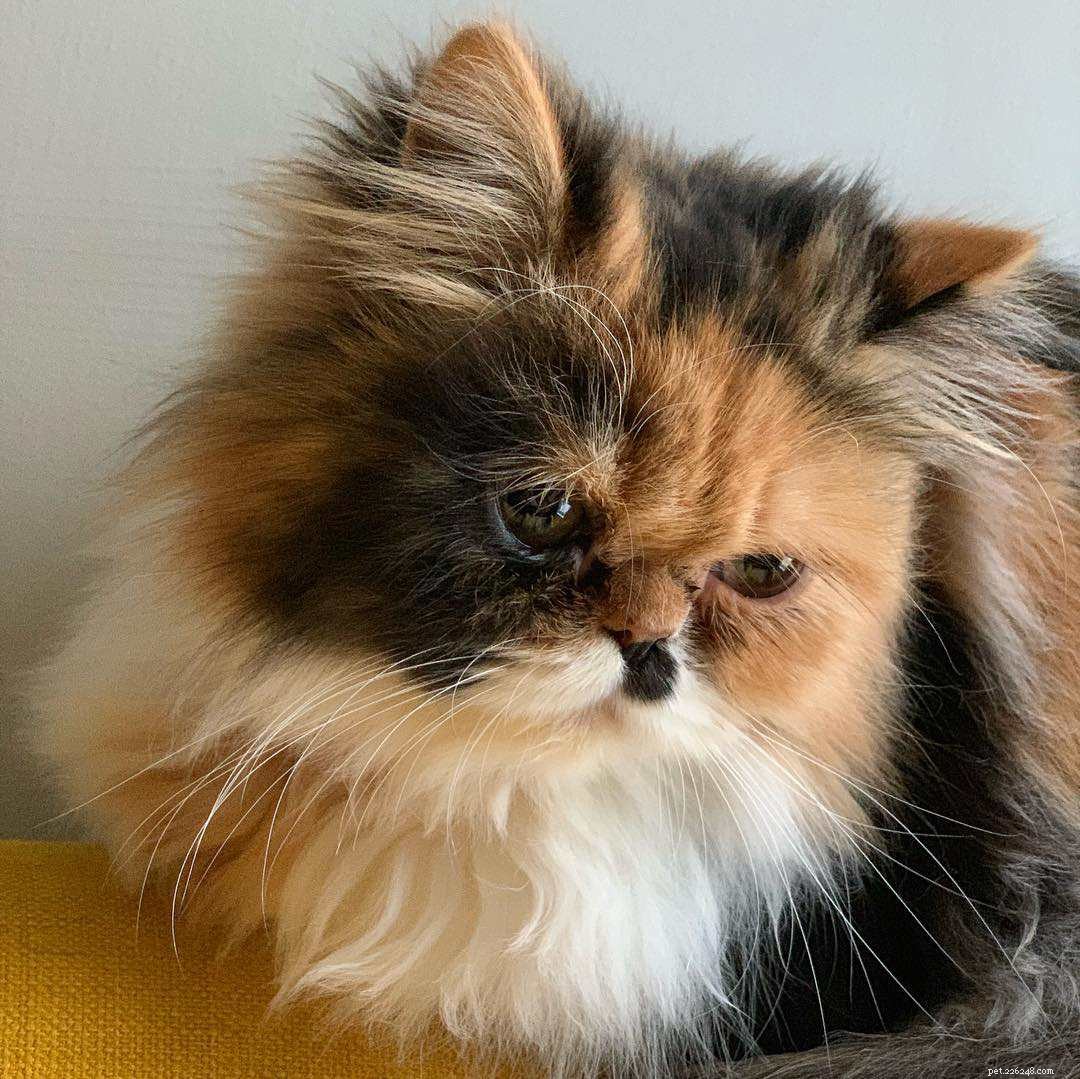 11 потрясающих персидских кошек