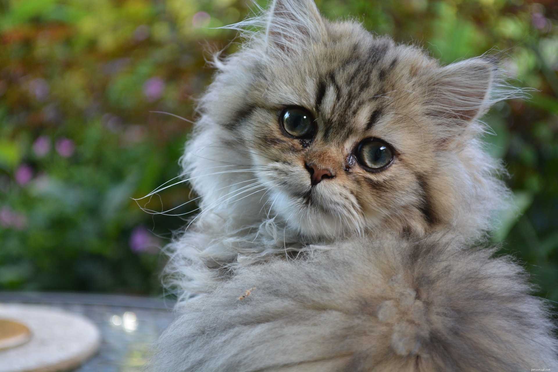 11 gatos persas incríveis