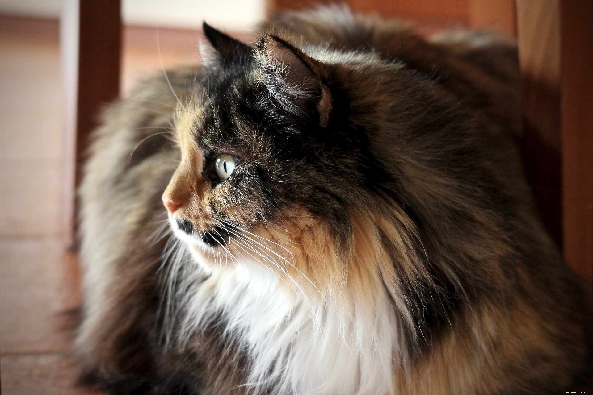11 úžasných perských koček