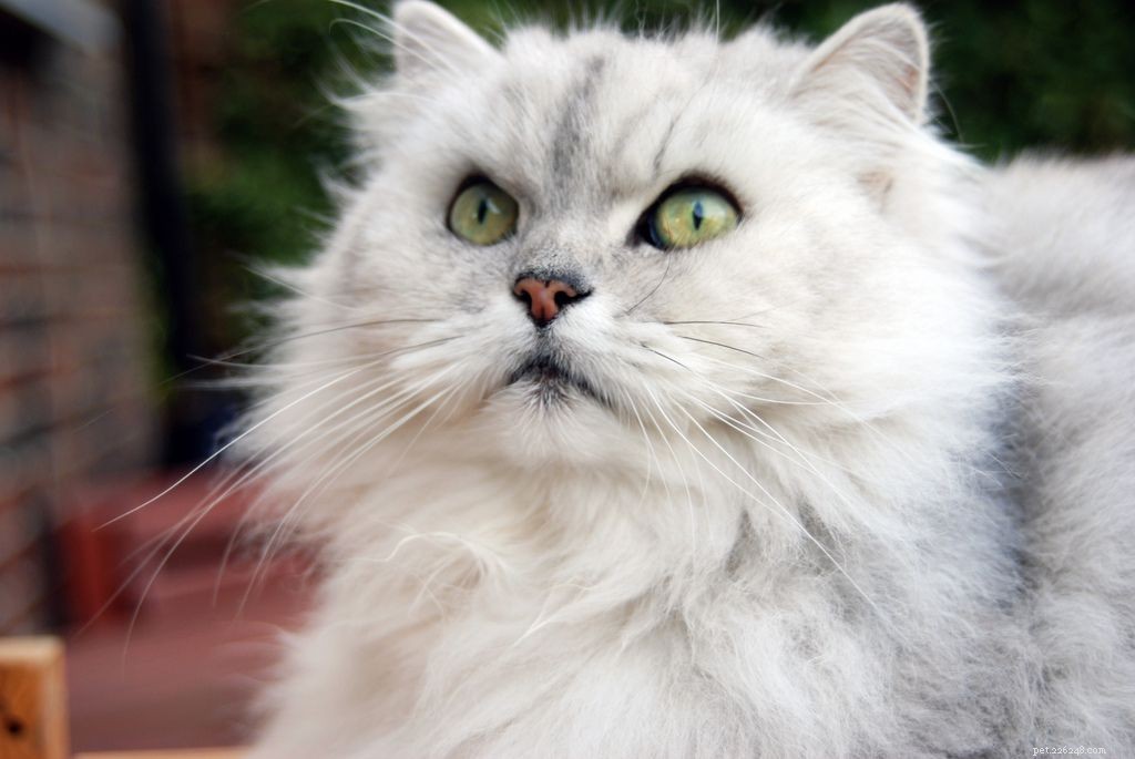 11 splendidi gatti persiani
