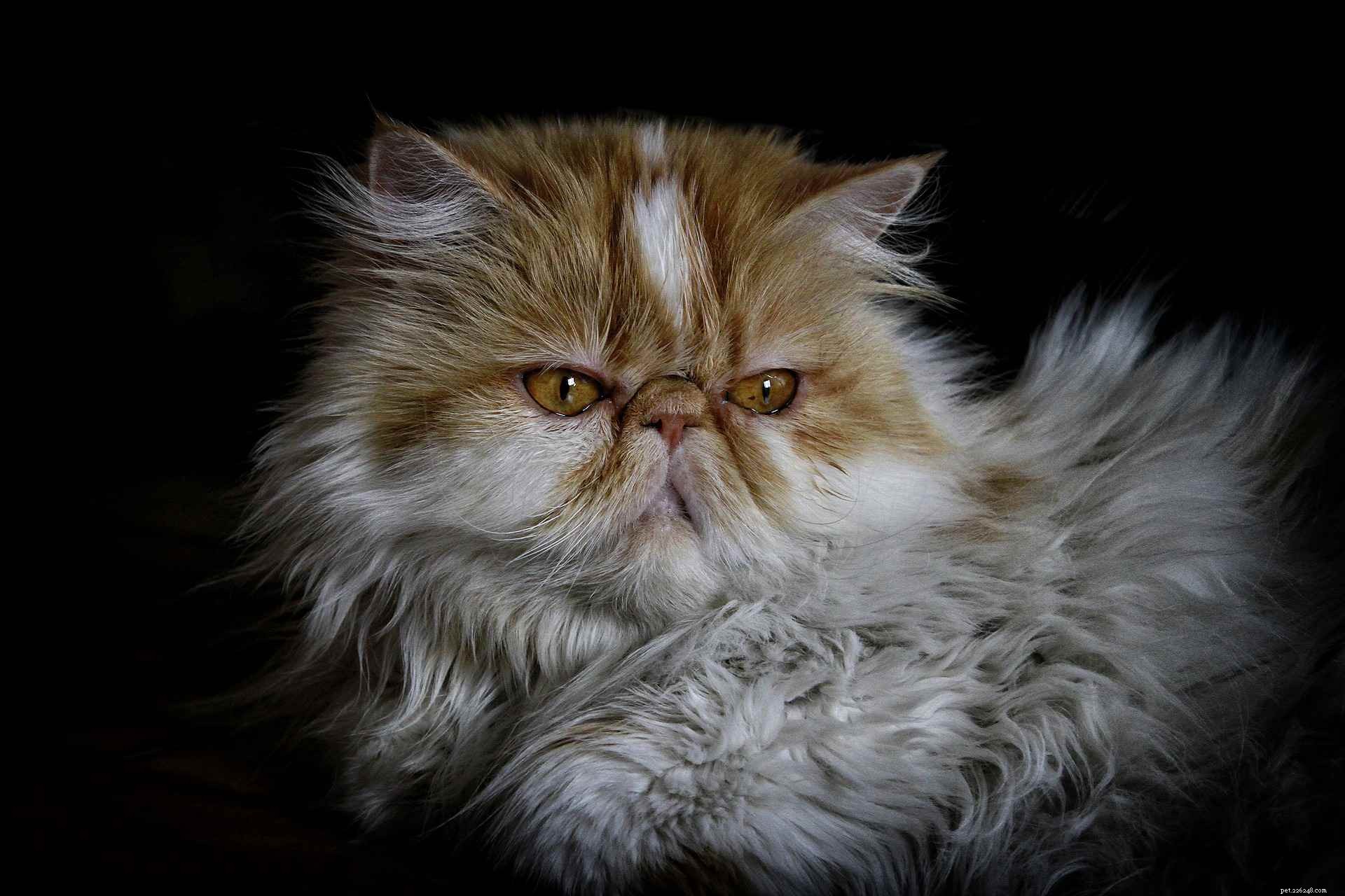11 prachtige Perzische katten