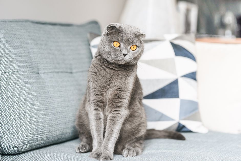 Scottish Fold Cat:kattenrasprofiel