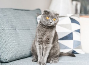 Scottish Fold Cat：Cat Breed Profile