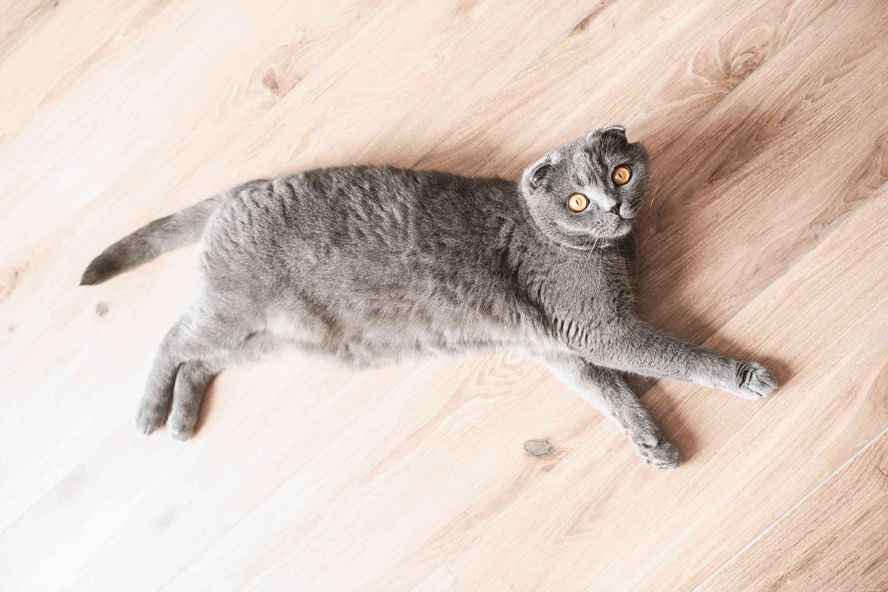 스코티시 폴드 고양이:고양이 품종 프로필 