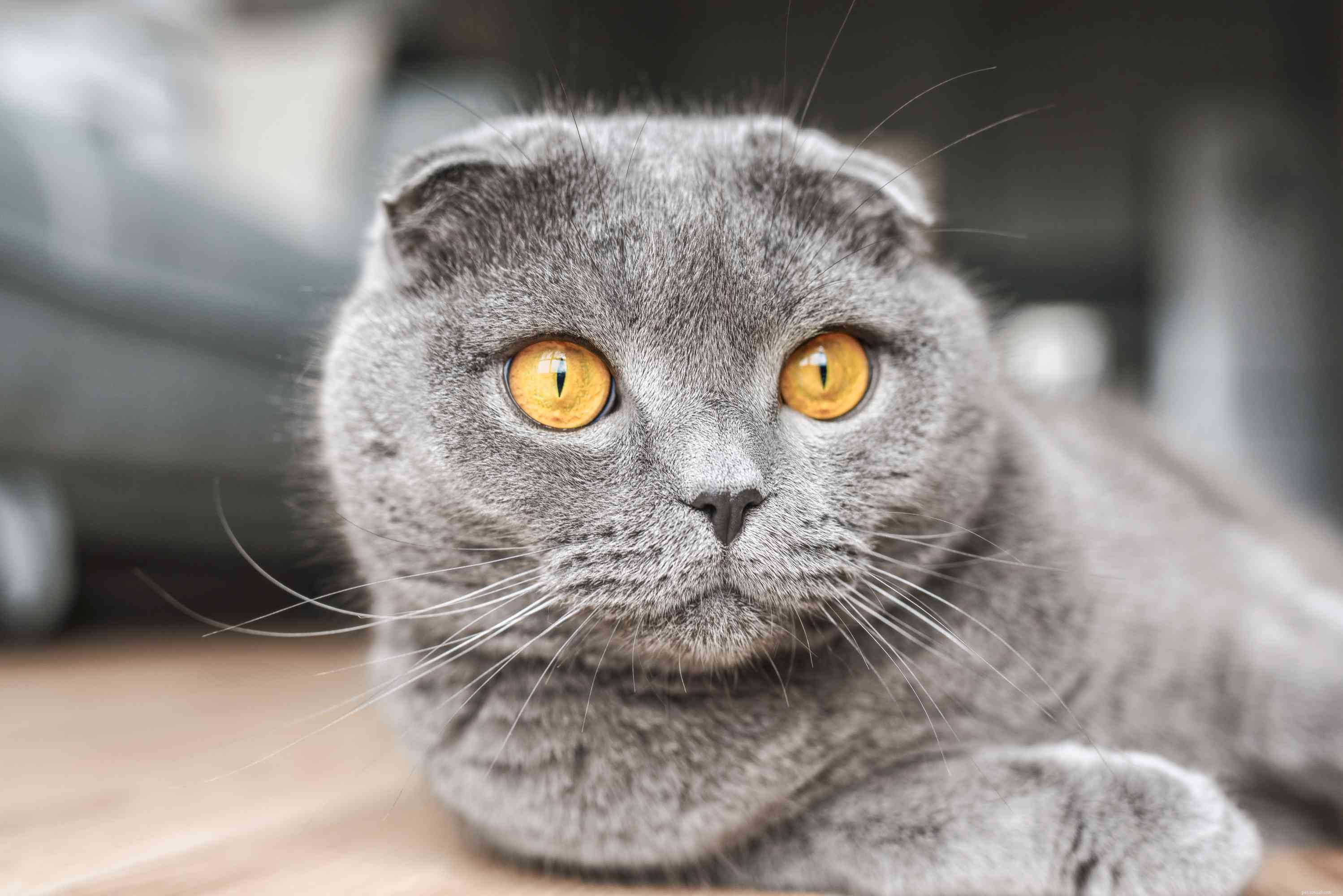 Scottish Fold Cat:kattenrasprofiel