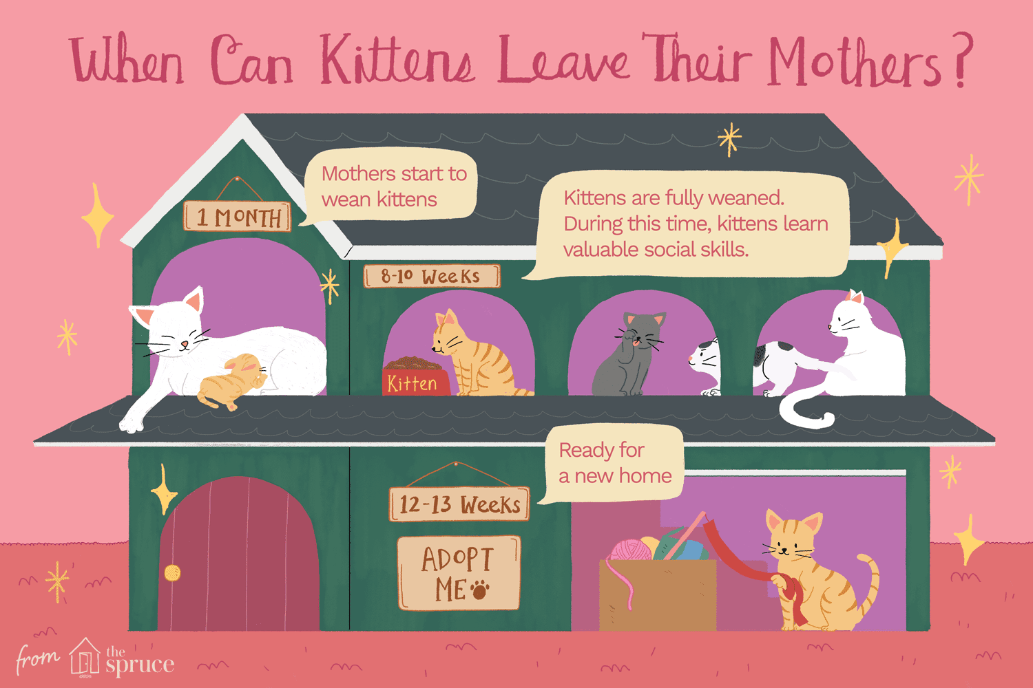 Hur länge ska en kattunge stanna hos sin mamma?