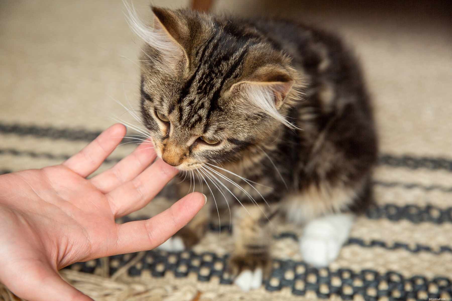 Motivi per cui i gattini si comportano male e come fermarlo