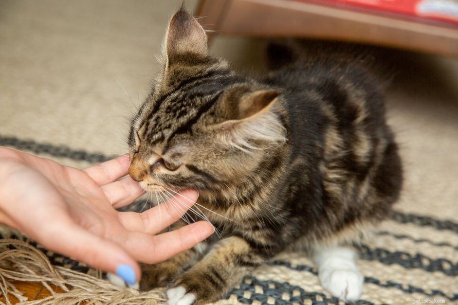 Hur man hindrar kattungar från att klia och bita