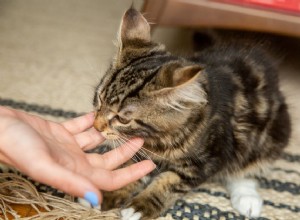 Jak zabránit koťatům v škrábání a kousání