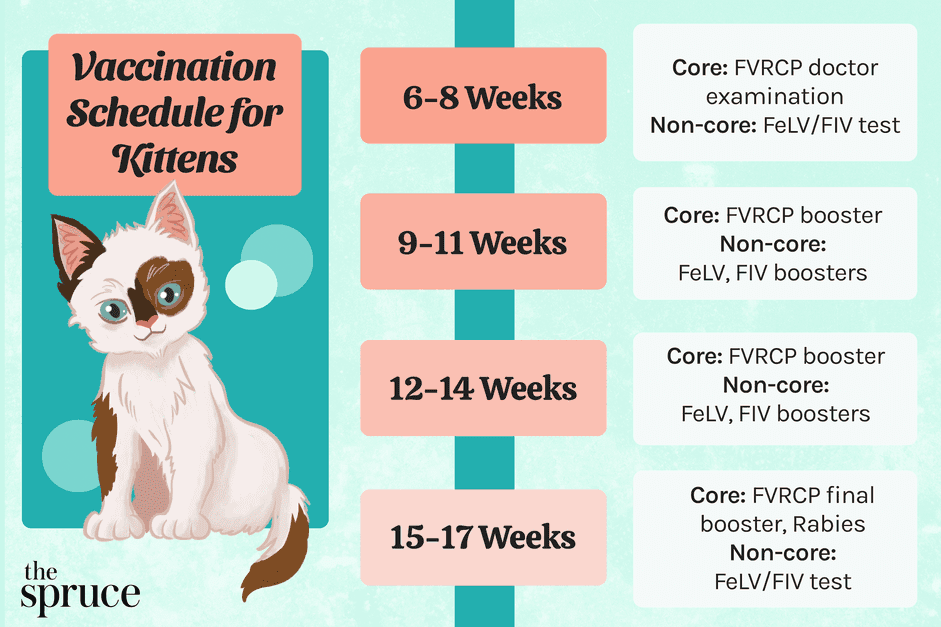 Cronograma de vacinação de gatinhos