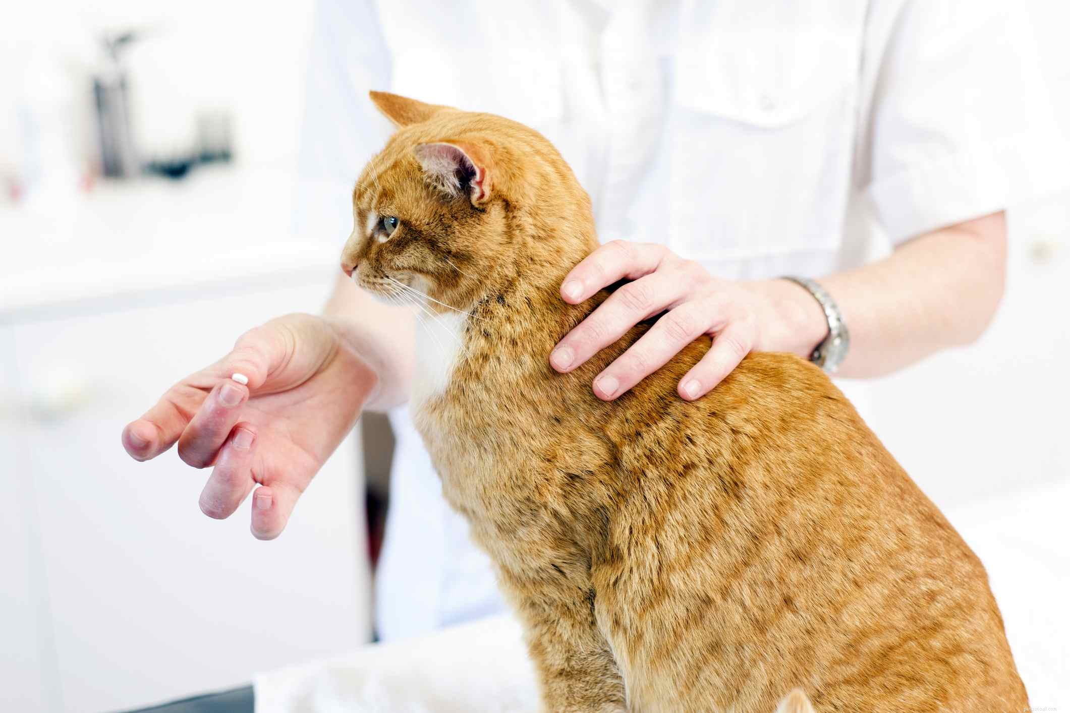Distúrbios e doenças comuns em gatinhos
