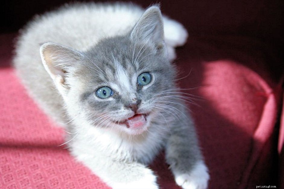 Hoe niezen bij katten en kittens te behandelen