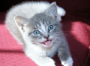 Как лечить чихание у кошек и котят