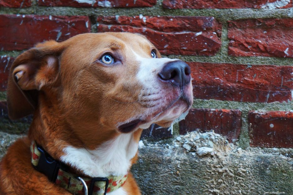 6 důvodů, proč váš pes zírá na zeď