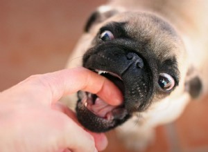 噛まないように犬を訓練する方法 