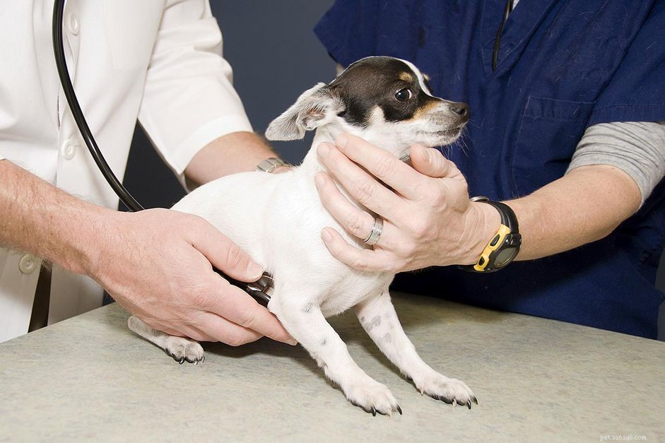 Как отучить собаку бояться ветеринара