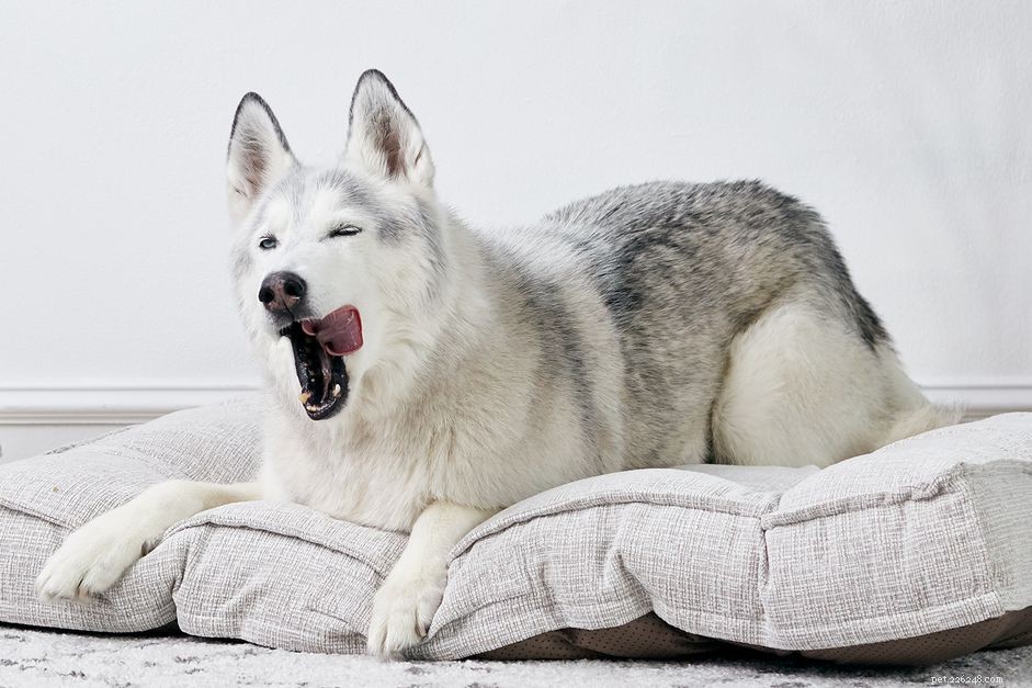 私の犬があくびをするとき、それはどういう意味ですか？ 